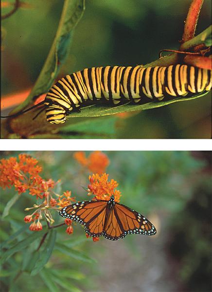 Figure 8. Monarch feeds (top) before turning into an adult (bot)